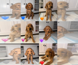 Golden Retriever Puppy for sale in FONTANA, CA, USA