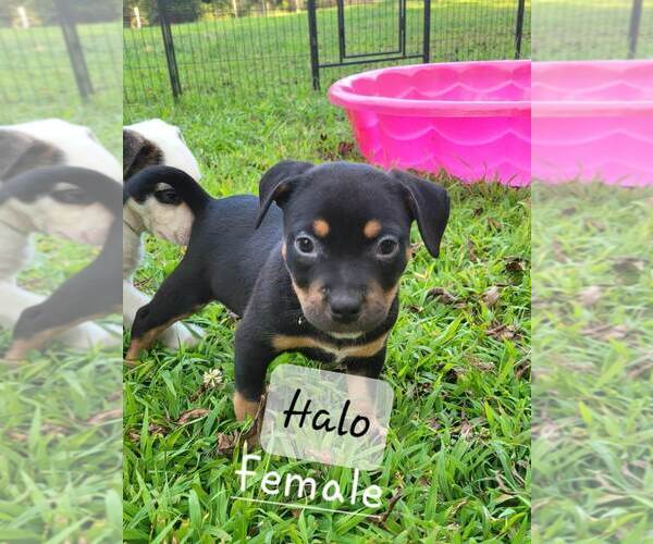 Medium Photo #4 American Pit Bull Terrier-American Staffordshire Terrier Mix Puppy For Sale in Wenonah, NJ, USA