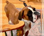 Small Boxer