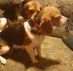 Mother of the Beagle puppies born on 07/21/2017