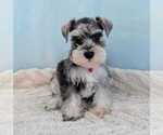 Small #2 Schnauzer (Miniature)