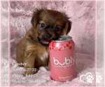 Image preview for Ad Listing. Nickname: Simba