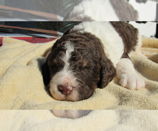 Medium Photo #4 Bernedoodle Puppy For Sale in BIG ROCK, IL, USA