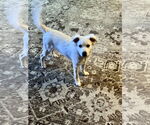 Small #5 Great Pyrenees-Red Heeler Mix