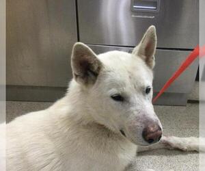 Siberian Husky-Unknown Mix Dogs for adoption in Riverside, CA, USA