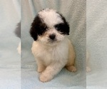 Small #12 Cavapoo (Miniature)