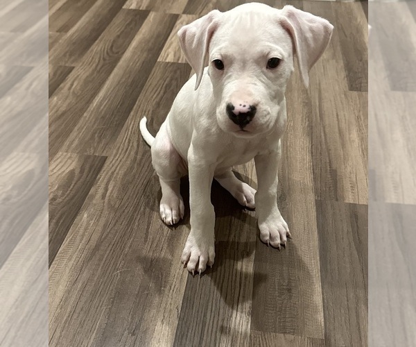 Medium Photo #1 Dogo Argentino Puppy For Sale in COLORADO SPRINGS, CO, USA