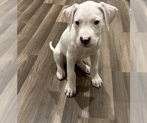 Dogo Argentino Puppy for sale in COLORADO SPRINGS, CO, USA