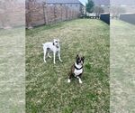 Small #3 Boxer