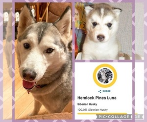 Mother of the Pomsky puppies born on 03/09/2026