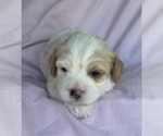 Puppy Waffles Cavapoo