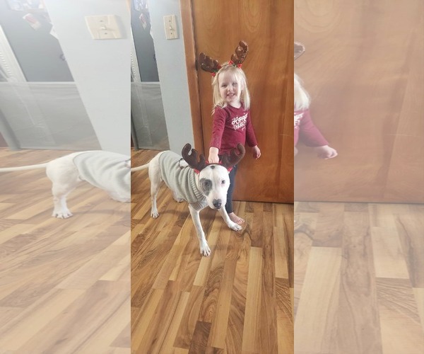 Medium Photo #3 American Pit Bull Terrier-Staffordshire Bull Terrier Mix Puppy For Sale in Coralville, IA, USA