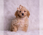 Puppy Leonis Goldendoodle (Miniature)