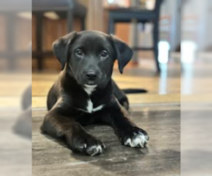 Golden Labrador Dogs for adoption in Brooklyn Center, MN, USA