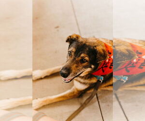 Mutt Dogs for adoption in St. Cloud, MN, USA