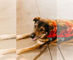 Small Mutt