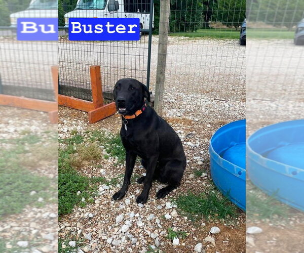Medium Photo #4 Labrador Retriever Puppy For Sale in Foristell, MO, USA