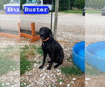 Small #3 Labrador Retriever