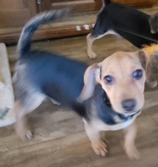 Dachshund Puppy for sale in TYLER, TX, USA