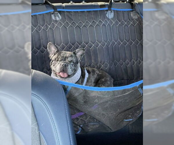Medium Photo #6 French Bulldog Puppy For Sale in St. Louis Park, MN, USA