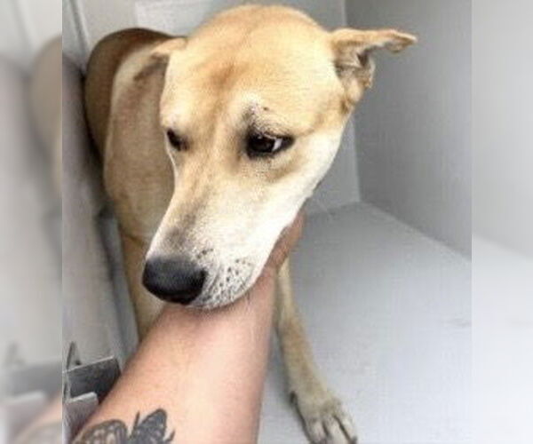 Medium Photo #1 Carolina Dog-Unknown Mix Puppy For Sale in Houston, TX, USA