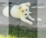 Small #2 German Shepherd Dog