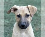 Small Australian Shepherd Mix