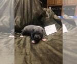Small Photo #6 American Pit Bull Terrier-Doberman Pinscher Mix Puppy For Sale in HAYESVILLE, NC, USA