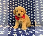Small Photo #2 Labradoodle-Poodle (Miniature) Mix Puppy For Sale in KIRKWOOD, PA, USA