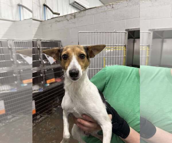 Medium Photo #6 Jack Russell Terrier-Unknown Mix Puppy For Sale in Westwood, NJ, USA