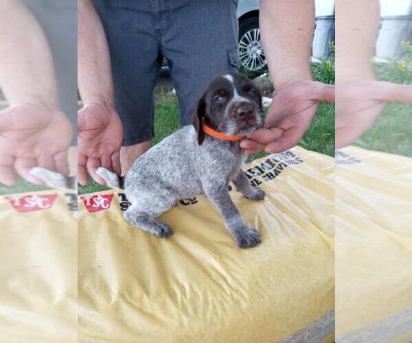 Medium Photo #1 German Wirehaired Pointer Puppy For Sale in ISANTI, MN, USA