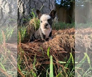 French Bulldog Puppy for sale in HOUSTON, TX, USA