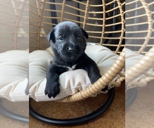 Schnauzer (Miniature) Puppy for sale in TEMPLE, TX, USA