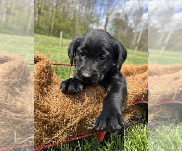 Medium Photo #6 Labrador Retriever Puppy For Sale in NEOLA, WV, USA