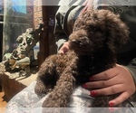Small Photo #2 Goldendoodle Puppy For Sale in BIG STONE GAP, VA, USA