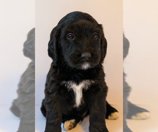 Medium Photo #2 Bernedoodle Puppy For Sale in MARSHALL, TX, USA