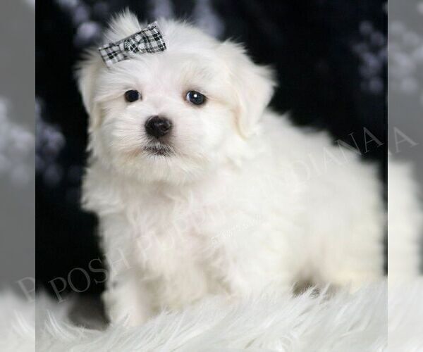 Medium Photo #3 Maltese Puppy For Sale in WARSAW, IN, USA