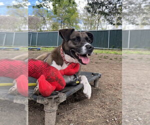 AC - Sharon - Female Borador Dog for Adoption - Photo #20