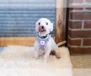 Georgia - Female Maltese Dog for Adoption - Photo #3