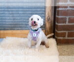 Small Photo #3 Maltese Puppy For Sale in St. Louis Park, MN, USA