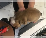 Small Photo #7 English Bulldog Puppy For Sale in STUART, FL, USA