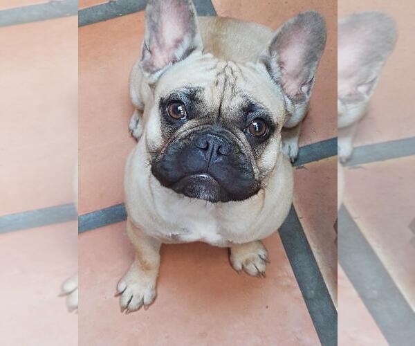 Medium Photo #3 French Bulldog Puppy For Sale in CANYON LAKE, TX, USA