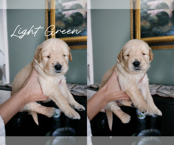 Medium Photo #6 Golden Retriever Puppy For Sale in PORTER, TX, USA