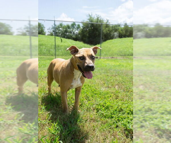 Medium Photo #4 Mutt Puppy For Sale in Abbeville, LA, USA