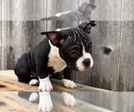 Small Photo #3 American Bully Puppy For Sale in BAY POINT, CA, USA