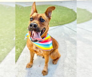 Carolina Dog Dogs for adoption in Fort Lauderdale, FL, USA