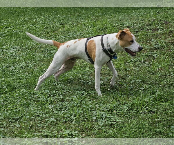 Medium Photo #13 Pointer-Unknown Mix Puppy For Sale in Minneapolis, MN, USA