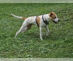 Small #12 Pointer Mix