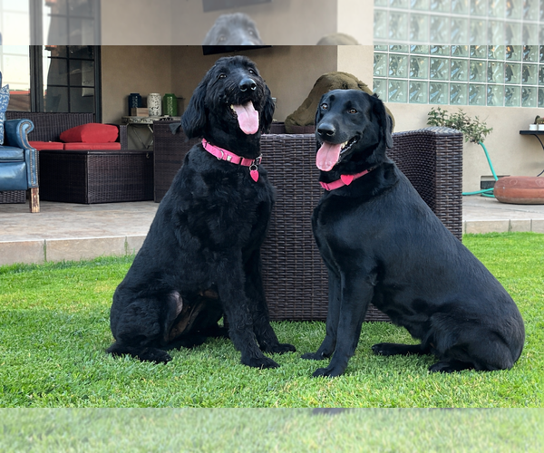 Medium Photo #1 Labrador Retriever-Unknown Mix Puppy For Sale in Clovis, CA, USA