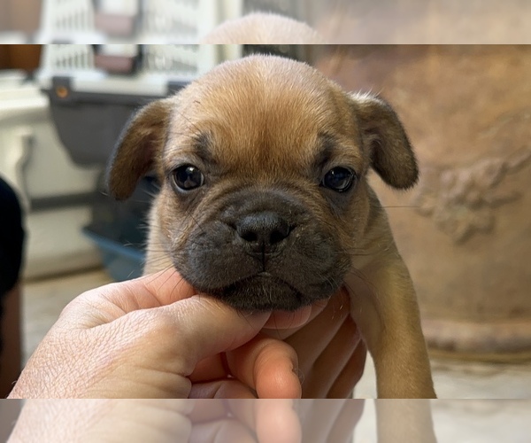Medium Photo #24 American Bullnese-French Bulldog Mix Puppy For Sale in DISCOVERY BAY, CA, USA